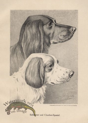 (image for) 1890s Dogs 18