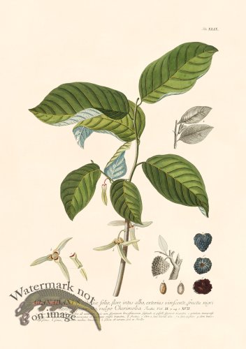 (image for) Trew Botanical 49