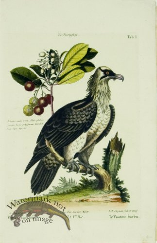 (image for) SB 26 Le Vautour (Bearded Vulture)