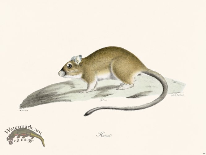 (image for) Cuvier 308 Herine