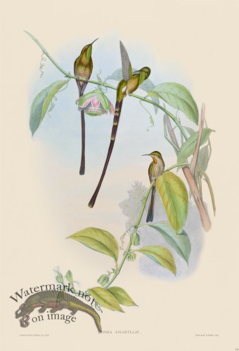 (image for) Gould Hummingbird 170