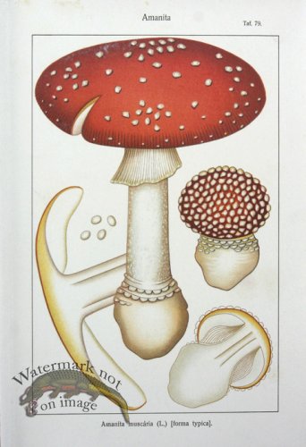 SMS Mushroom 01