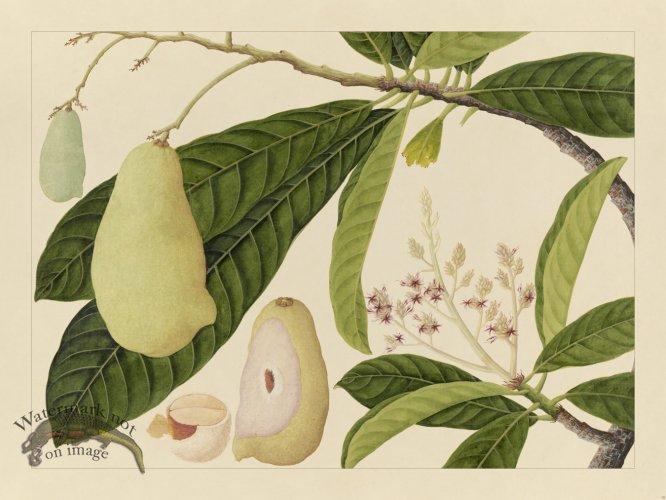 (image for) Andalas Botanicals 16