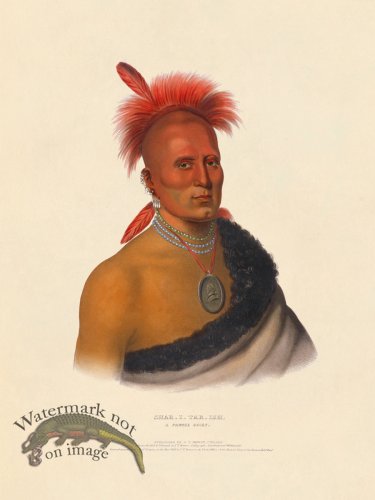 (image for) Shar-i-tar-ish Pawnee