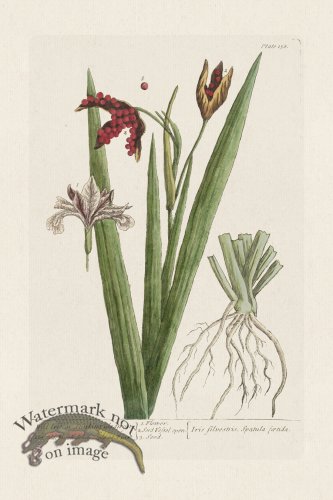 (image for) BEE 158 Wild Iris