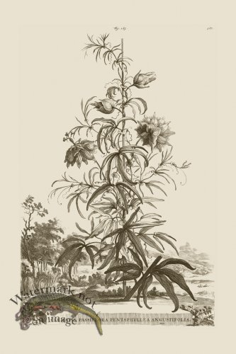 (image for) Abraham Munting 165