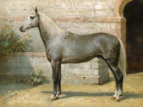 (image for) Algerian Horse by Eerelman