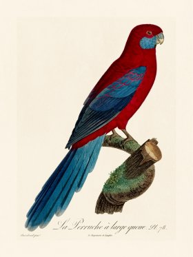 Barraband Parrot 078