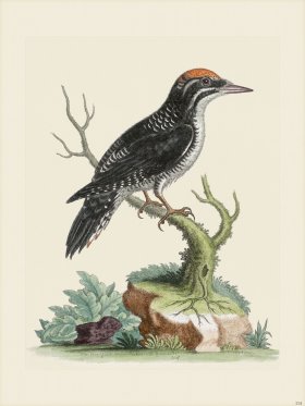 Edwards 114 3 toed Wood-pecker