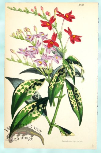 (image for) Curtis Leaves 01