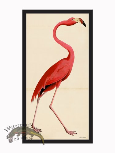 (image for) Rudbeck CFA_BF 38 Pink Flamingo