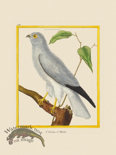 (image for) Martinet Bird 459