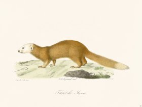 Cuvier 226 Jave Ferret