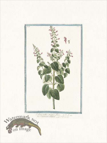 (image for) Bonelli 263 Mountain mint