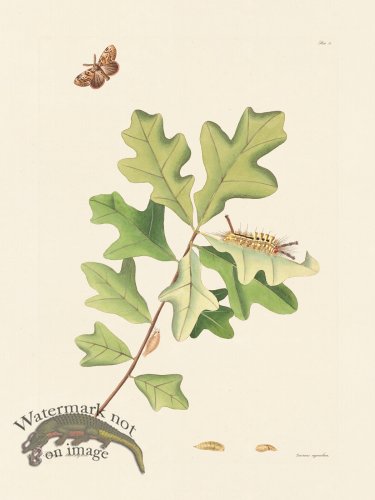 (image for) Abbot Butterfly 079