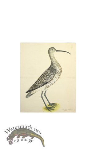 (image for) EURASIAN CURLEW . PL 35