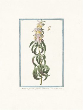 Bonelli 286 Horse mint