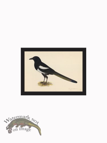 (image for) Rudbeck CFA_BF 16 Magpie