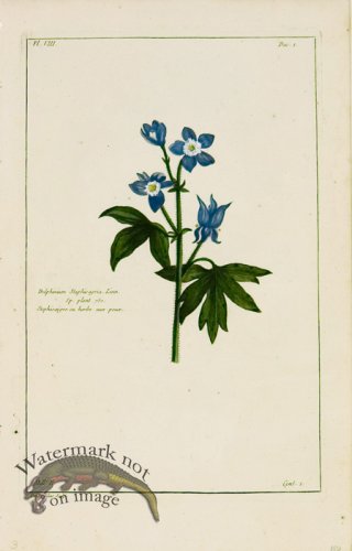 (image for) Buchoz Bot 36