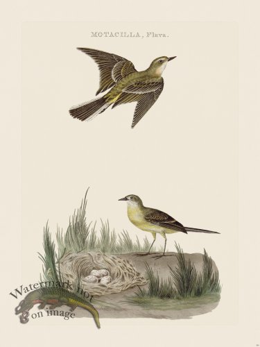 (image for) Nozeman Bird 191