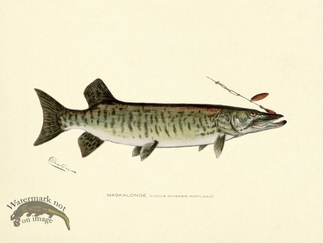 (image for) Mascalonge hooked