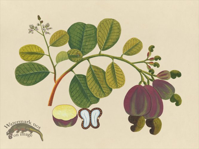 Far East Fruit and Flowers 19