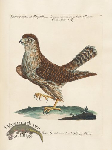 (image for) Manetti 016