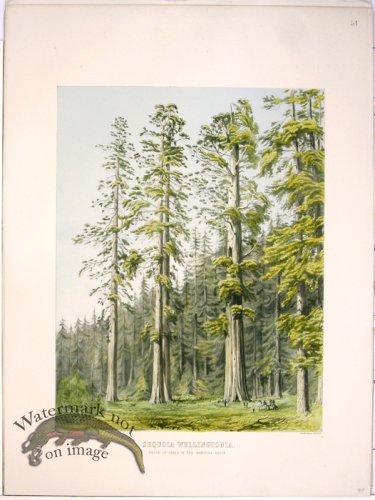 (image for) Lawson Tree 10