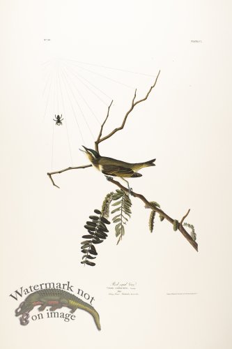 (image for) Red-eyed Vireo