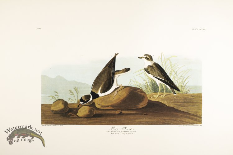 (image for) Ring Plover