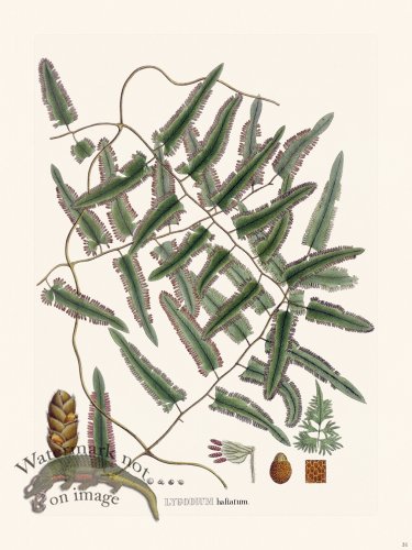 (image for) Ferns of Brazil 31