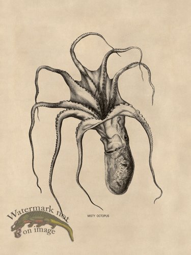 (image for) Octopus Tan 46