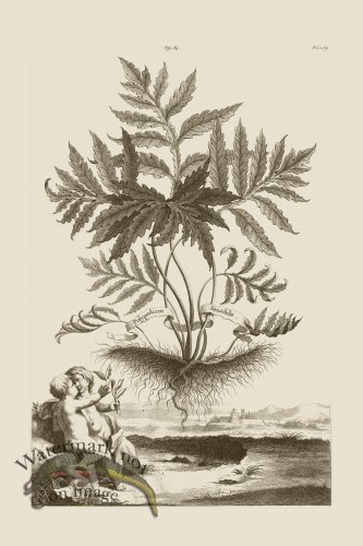 (image for) Abraham Munting 085