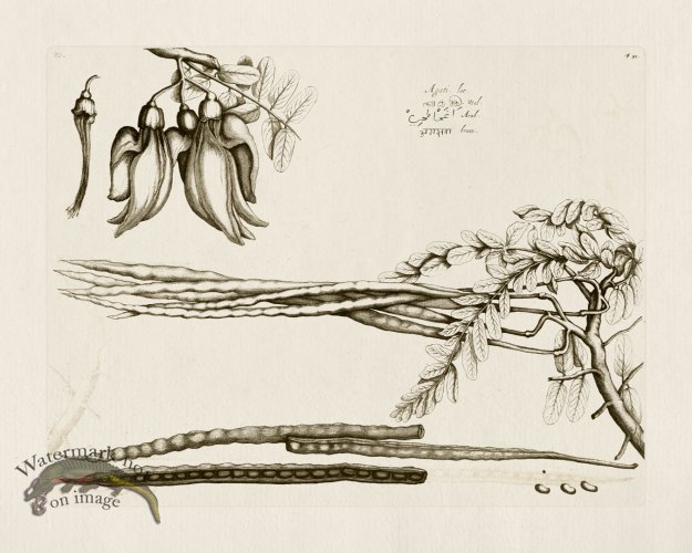 (image for) HORTUS VOL 01 51