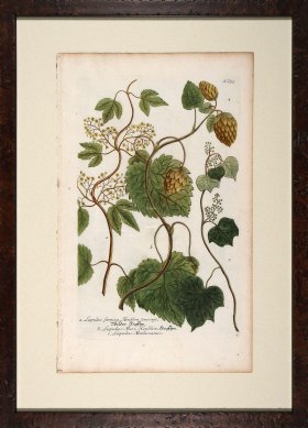 Weinmann Floated Burl 726 06