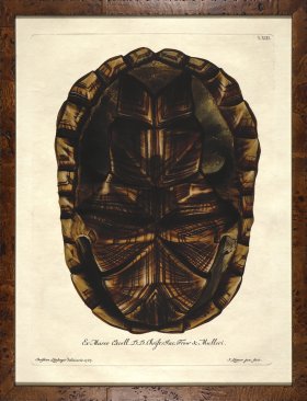 Turtle Shell Burl 05