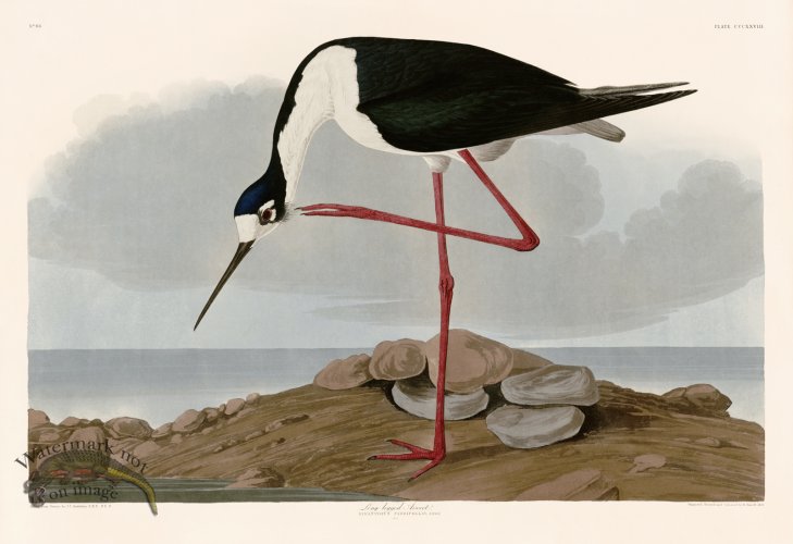 (image for) 328 Long legged Avocet