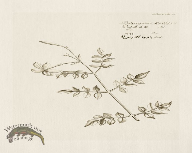 (image for) HORTUS VOl 06 52