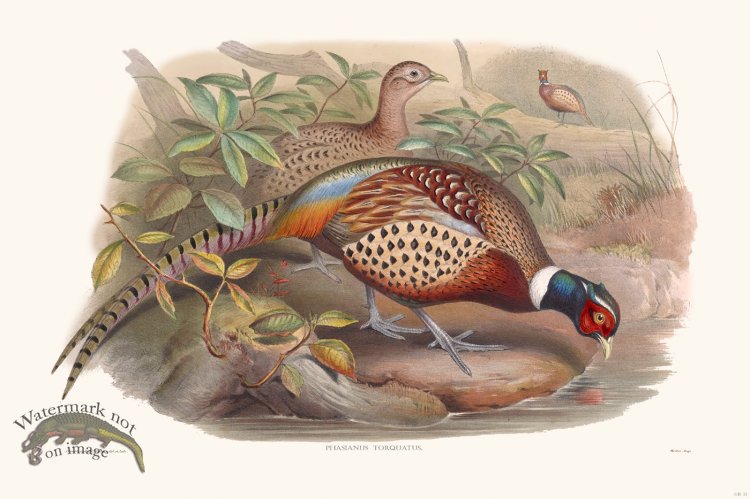 (image for) Gould Game Bird 011