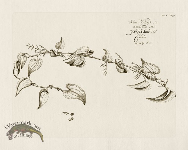 (image for) HORTUS VOl 07 37