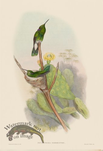 (image for) Gould Hummingbird 223