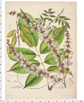 Curtis Botanical 056