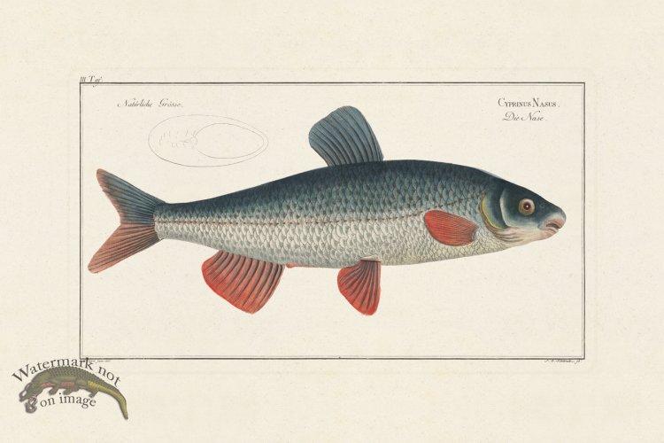 (image for) Bloch Fish 003