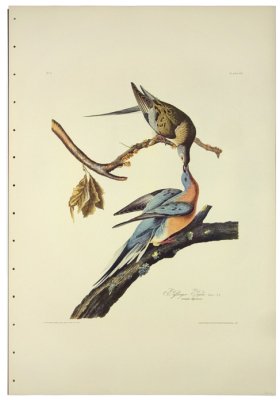 Passenger Pigeon L.E.