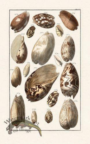 (image for) Seba B2 066