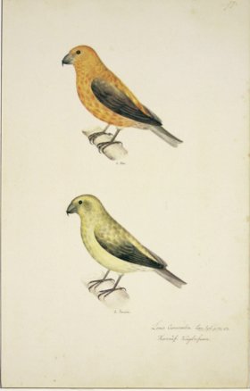 99 Swedish Birds . Loxia Curvirostra, Common Crossbill, M.F