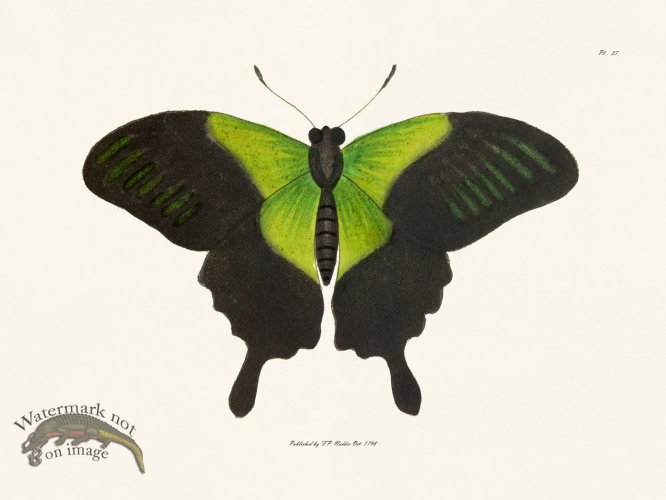 (image for) Nodder BF 37