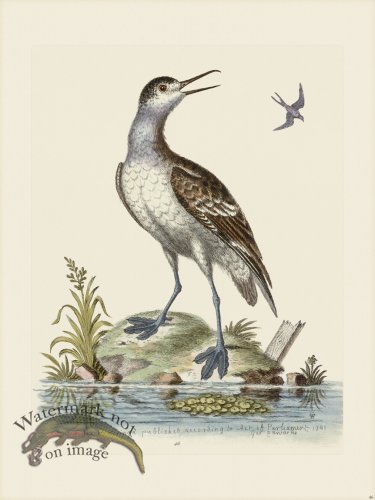 (image for) Edwards 046 Coot footed Tringa