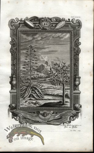 (image for) Scheuchzer 10