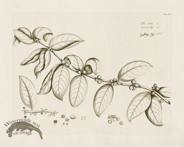 (image for) HORTUS VOL 04 55